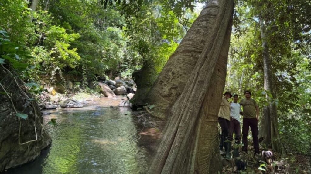 Conexión Perijá impulsa la cultura rural desde La Jagua